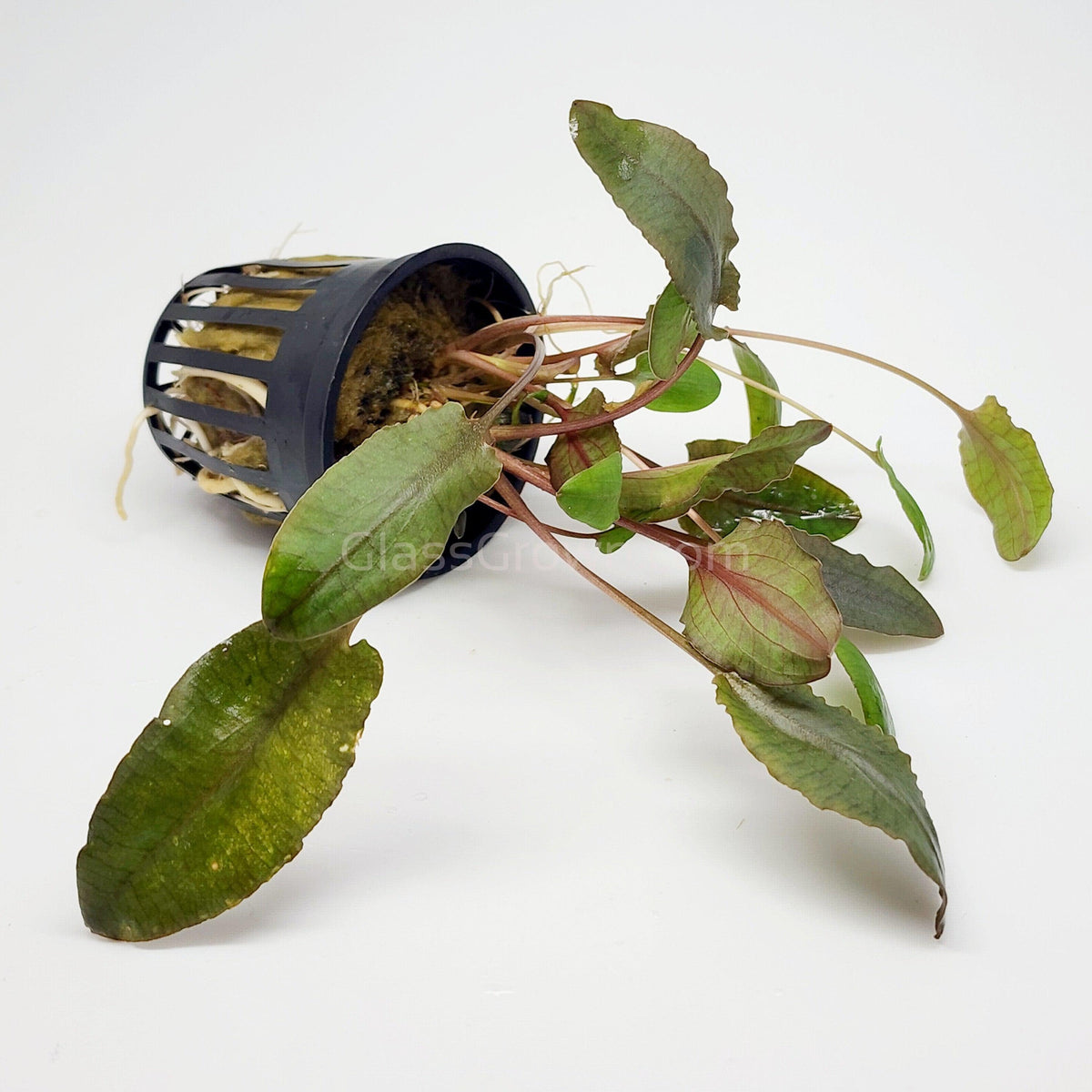 Cryptocoryne Wendtii