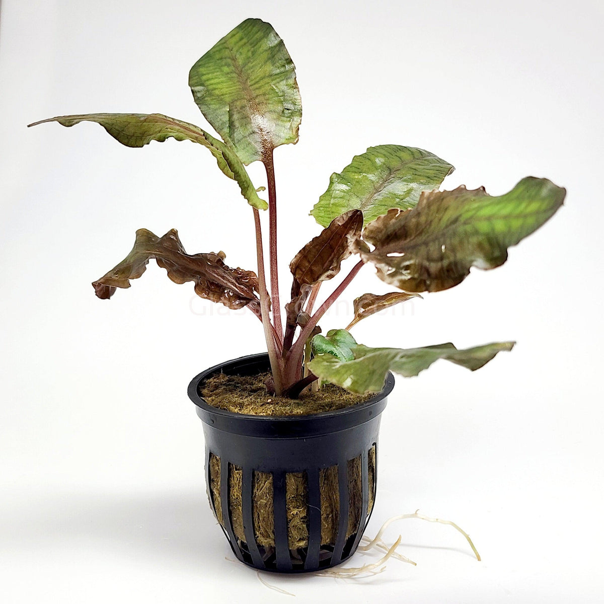 Cryptocoryne Wendtii