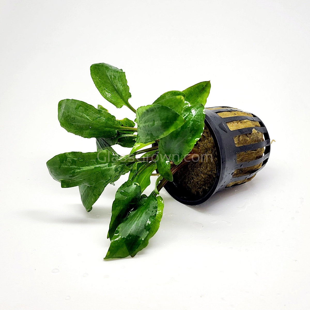 Cryptocoryne Wendtii