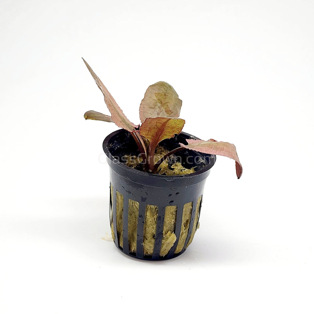 Cryptocoryne Wendtii