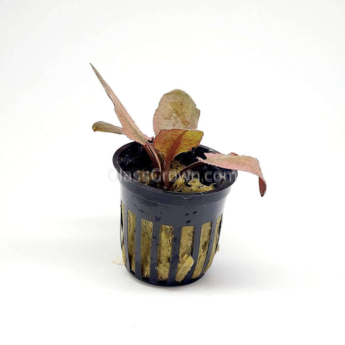 Cryptocoryne Wendtii