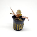 Potted Cryptocoryne Wendtii Flamingo