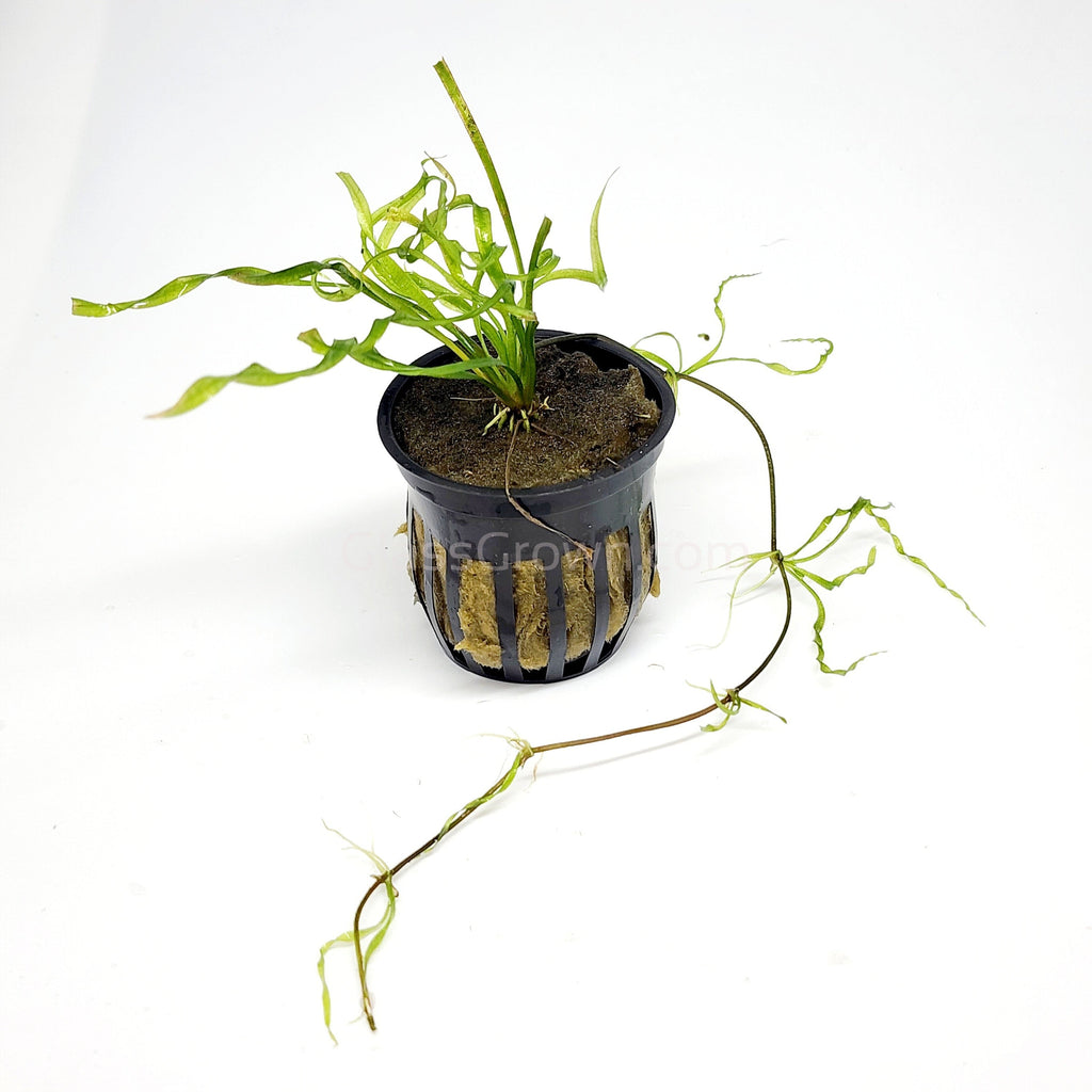 Corkscrew Vesuvius Sword (Helanthium augustifolia 'Vesuvius')