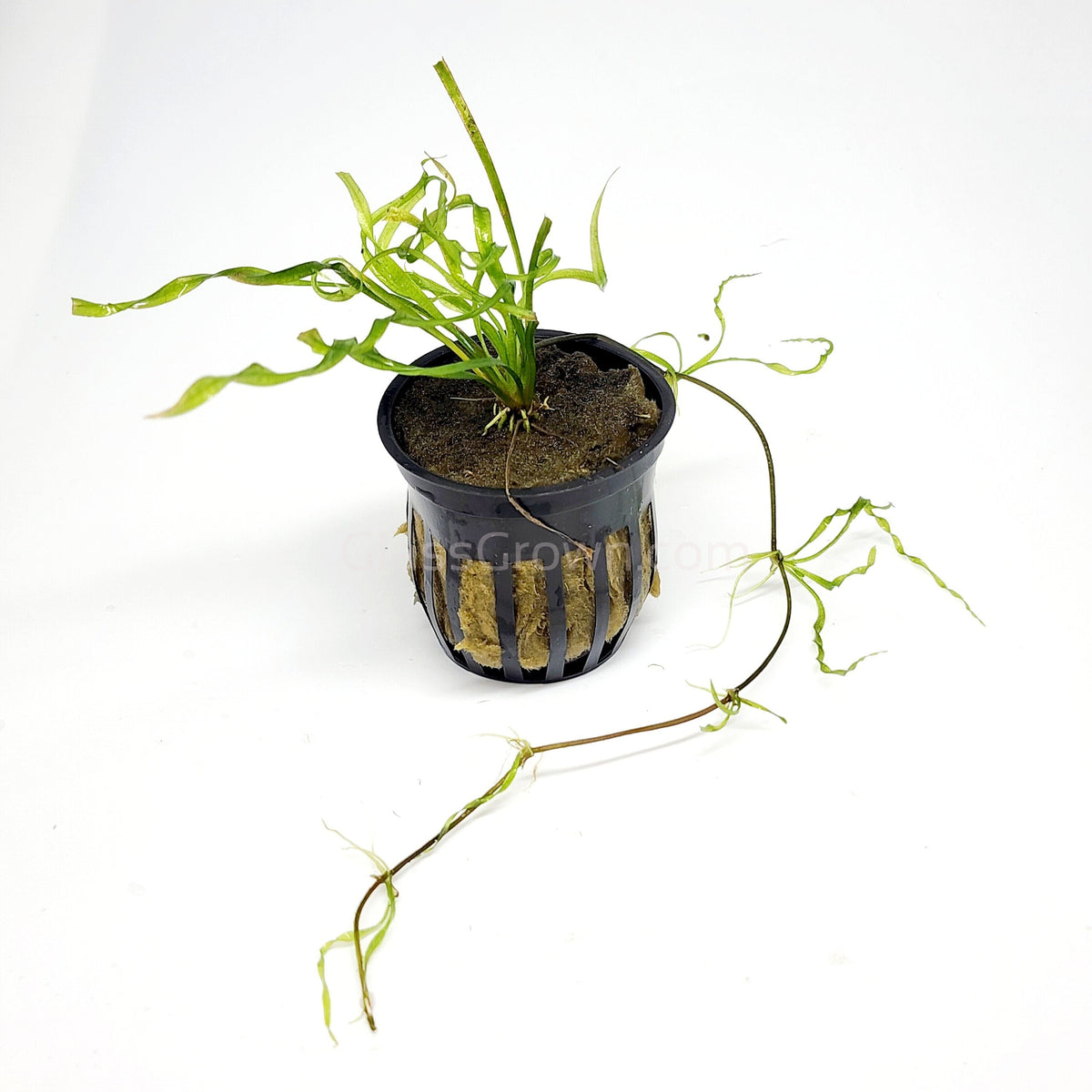 Corkscrew Vesuvius Sword (Helanthium augustifolia 'Vesuvius')