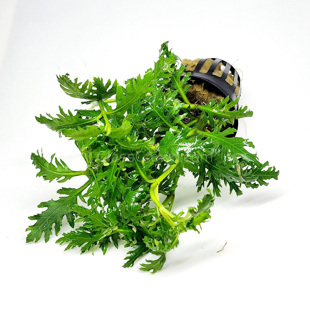 Bunch Water Wisteria (Hygrophila Difformis)