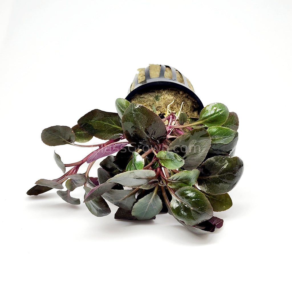 Potted Cardinal Plant
