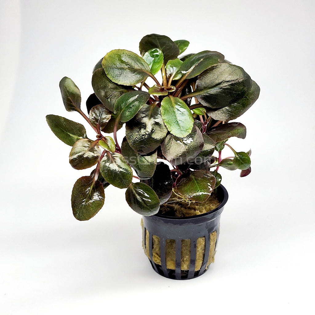 Potted Cardinal Plant