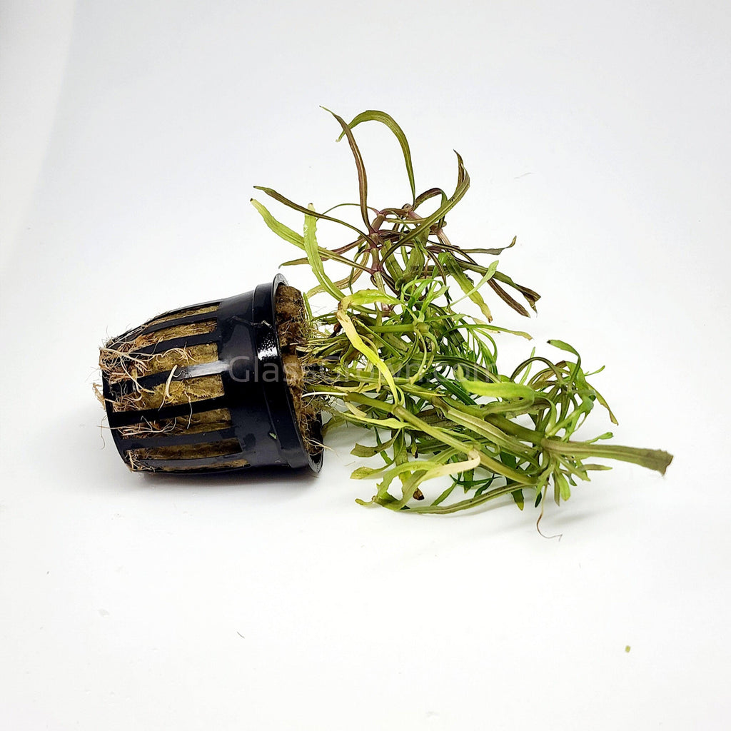 Bunch Pogostemon Stellatus 'Octopus'