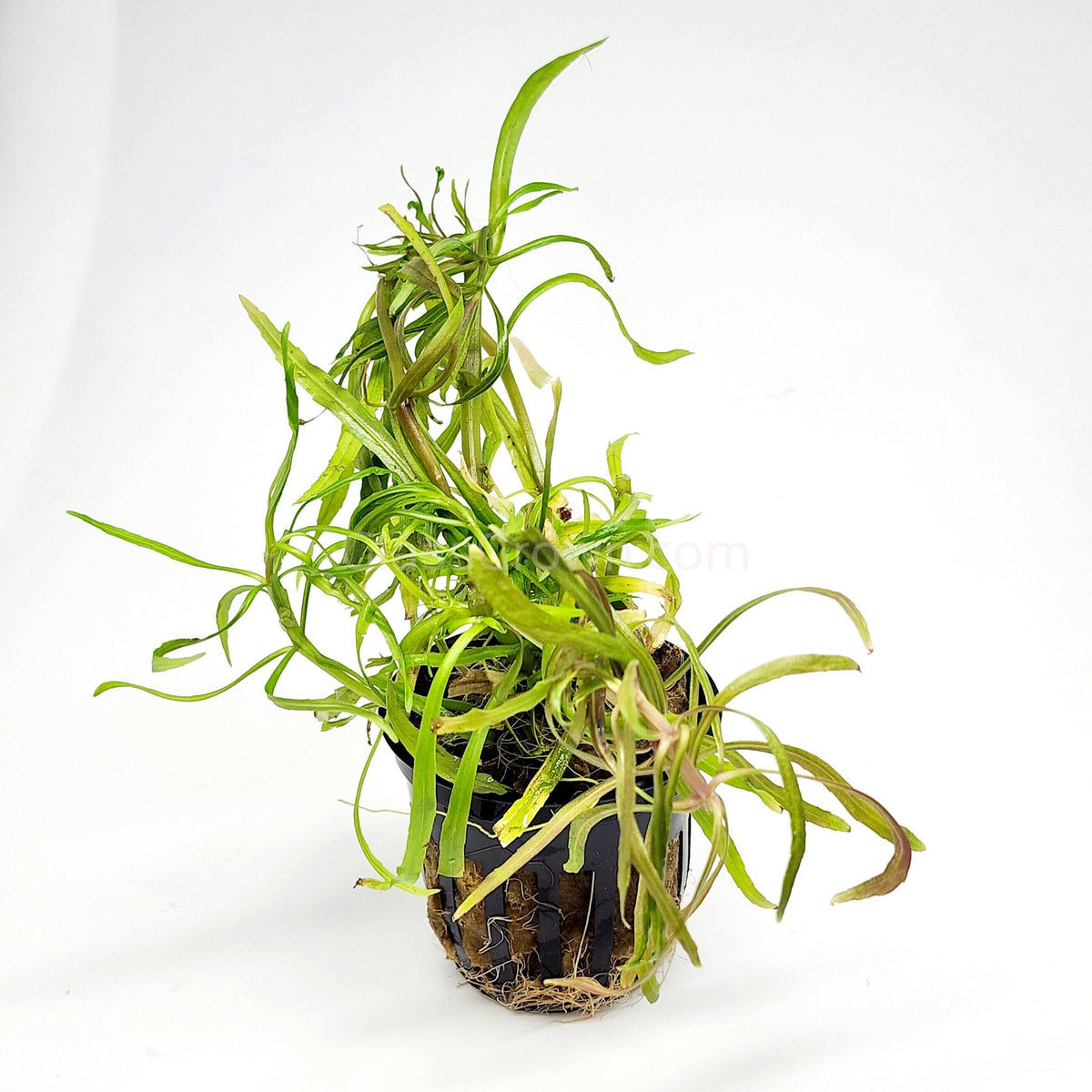 Bunch Pogostemon Stellatus 'Octopus'