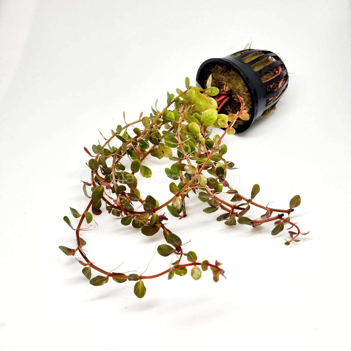 Rotala Vietam H'ra