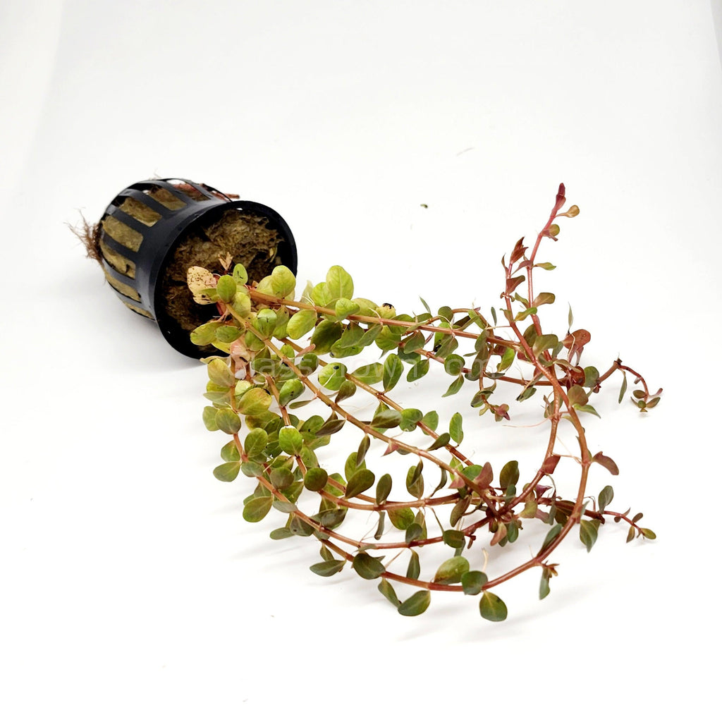 Rotala Vietam H'ra