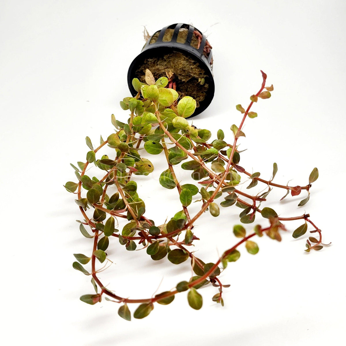 Rotala Vietam H'ra