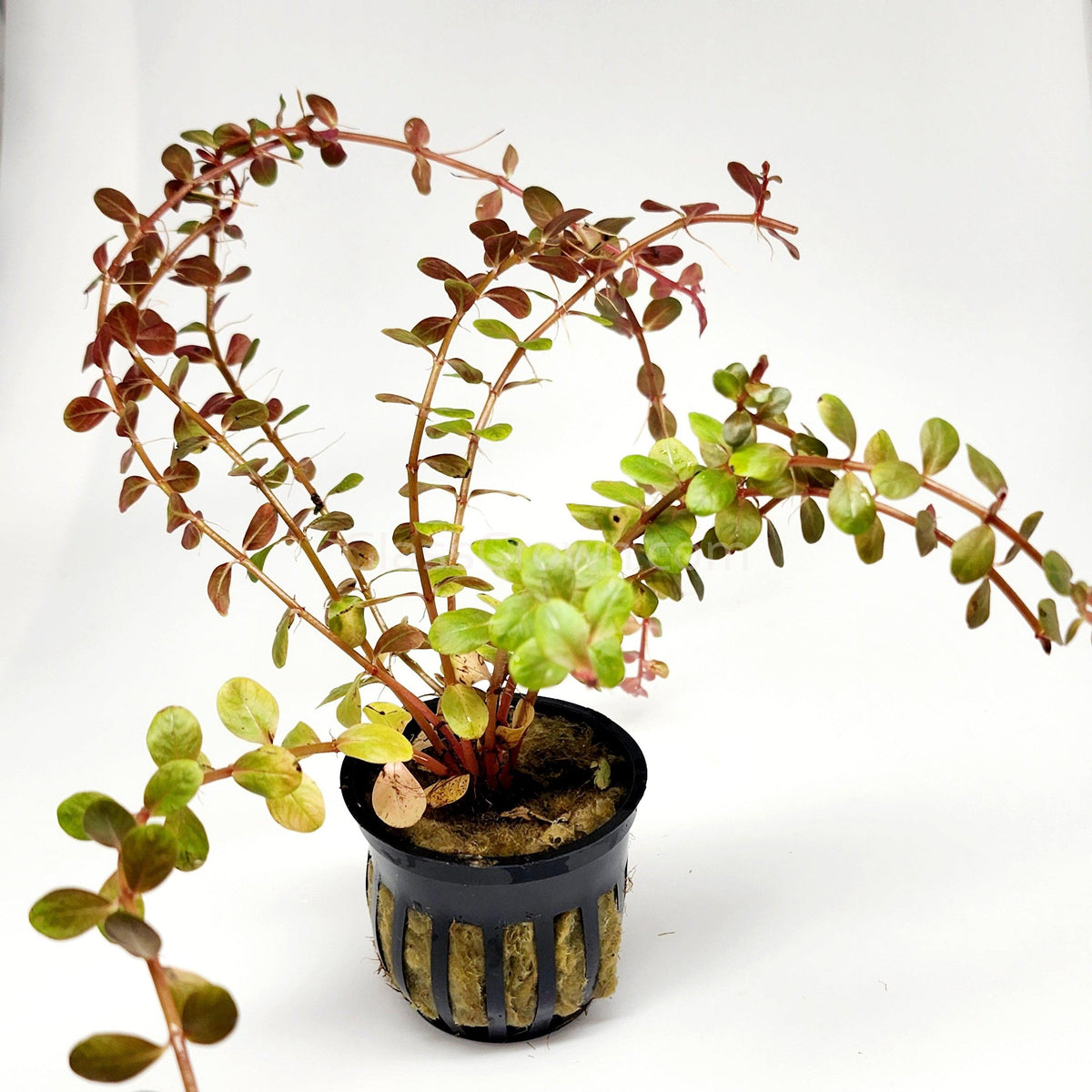 Rotala Vietam H'ra