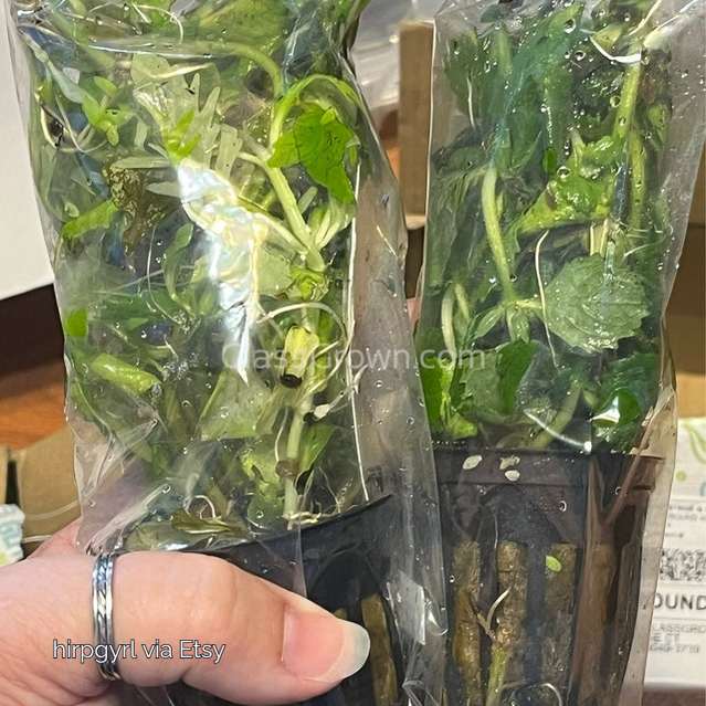 Bunch Water Wisteria (Hygrophila Difformis)