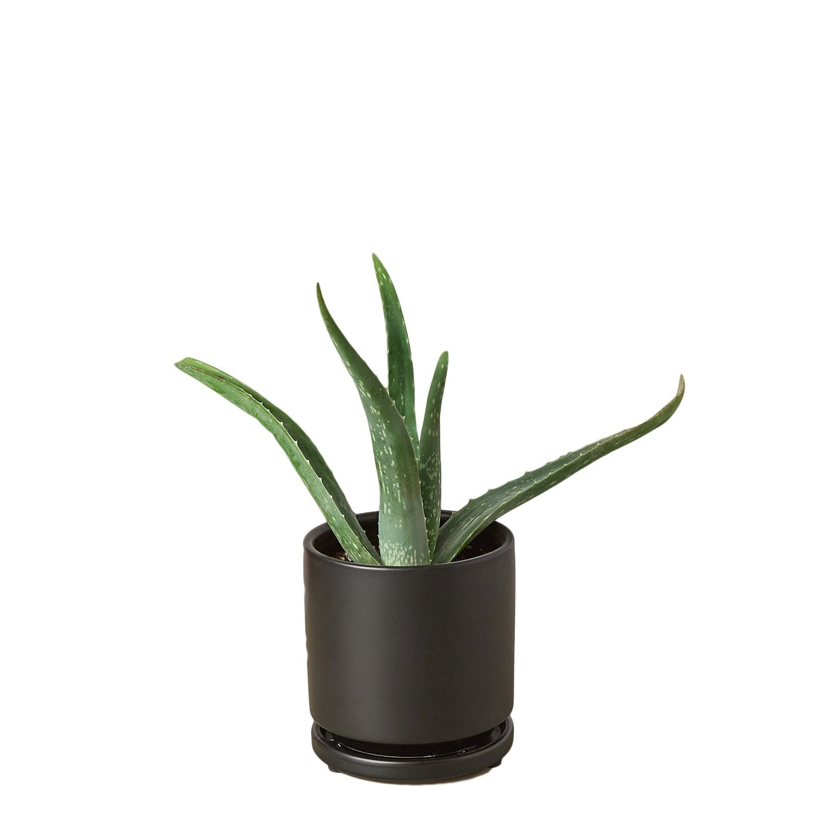 Aloe Barbadensis Mill Vera