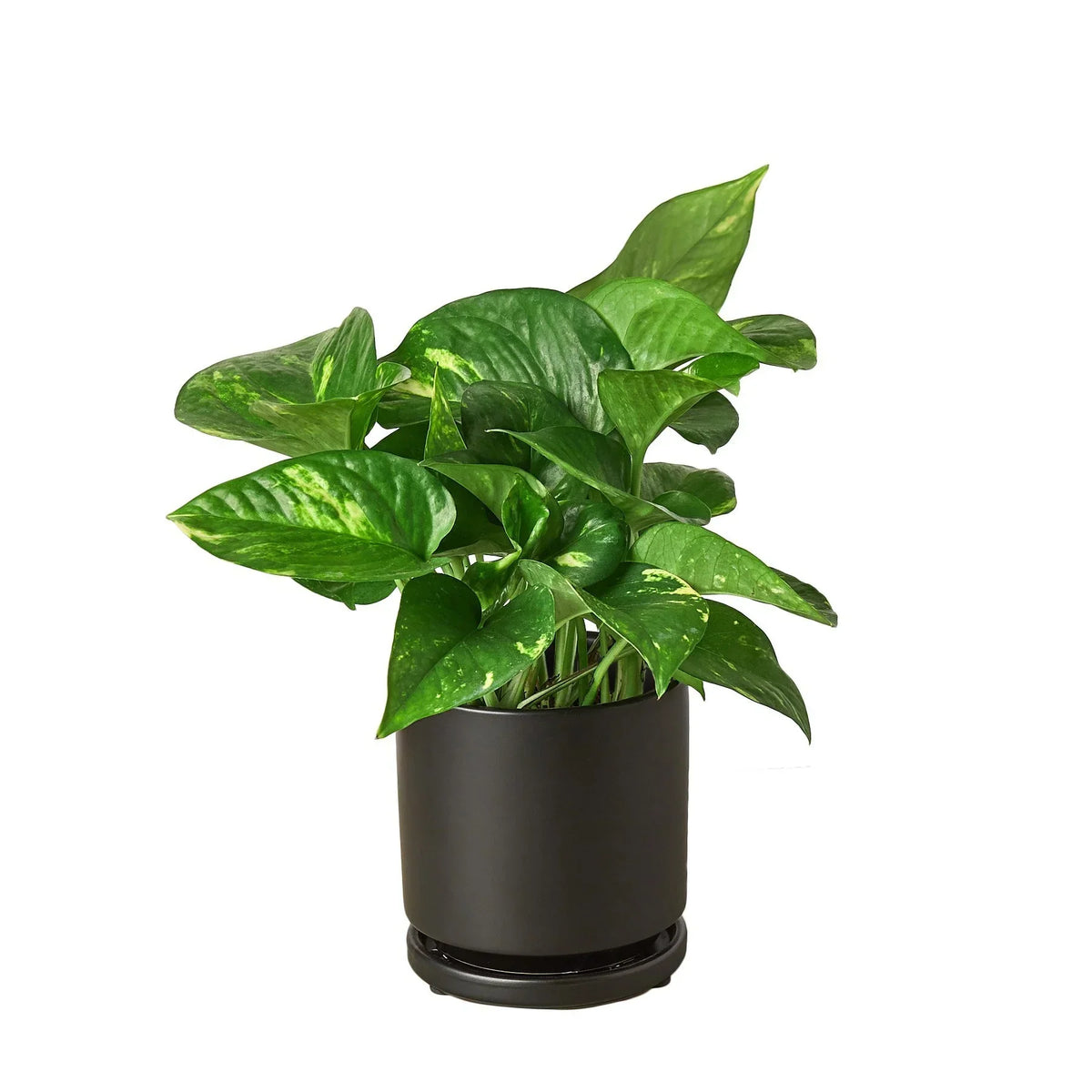Epipremnum Aureum Devil's Ivy Golden Pothos