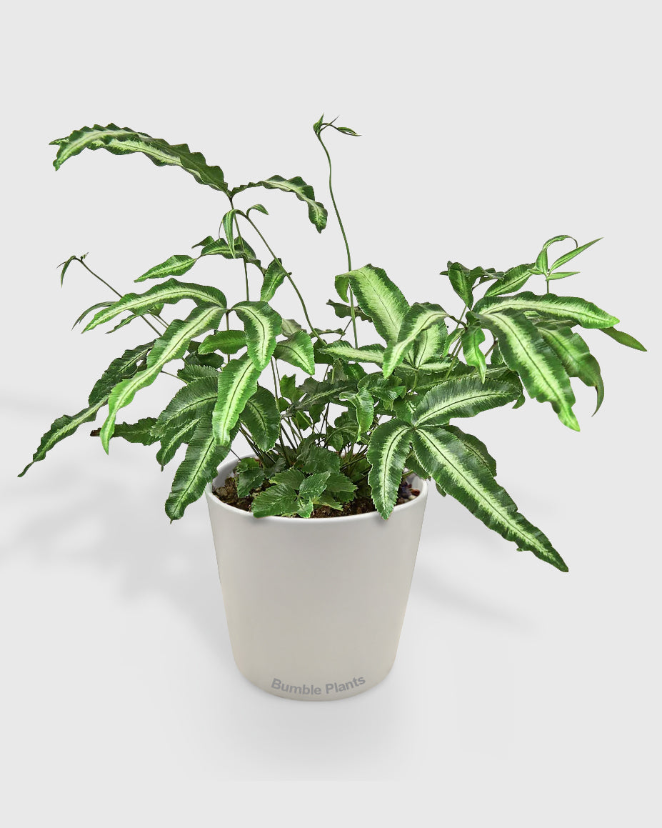 Pteris Cretica Albo Silver Ribbon Fern