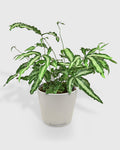 Pteris Cretica Albo Silver Ribbon Fern