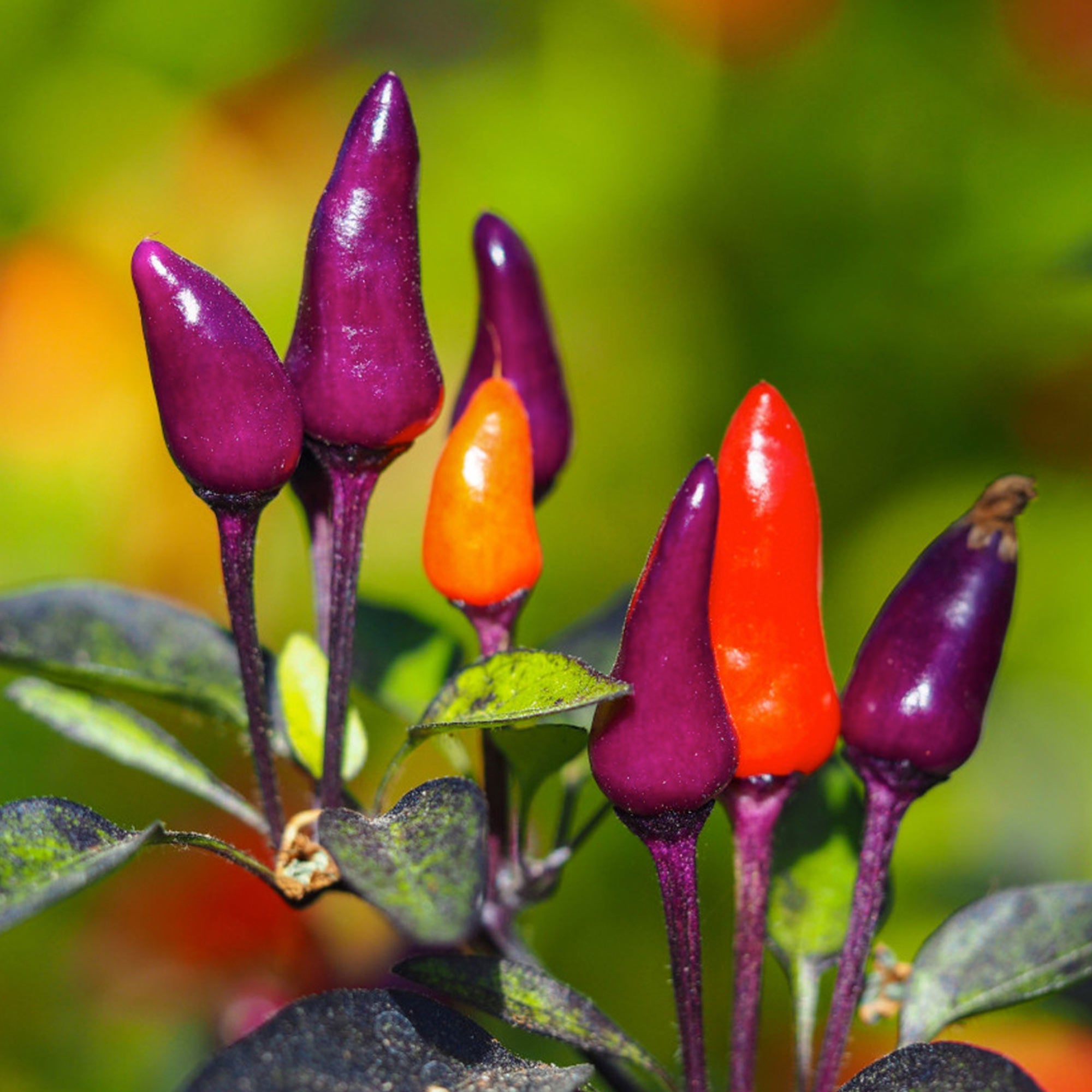 Purple Tiger Pepper Seeds