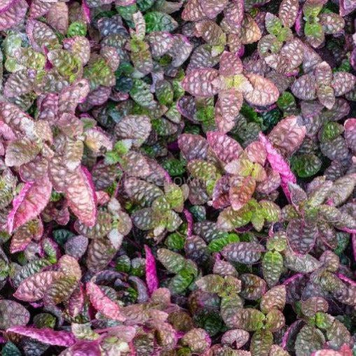 Purple Waffle Plant