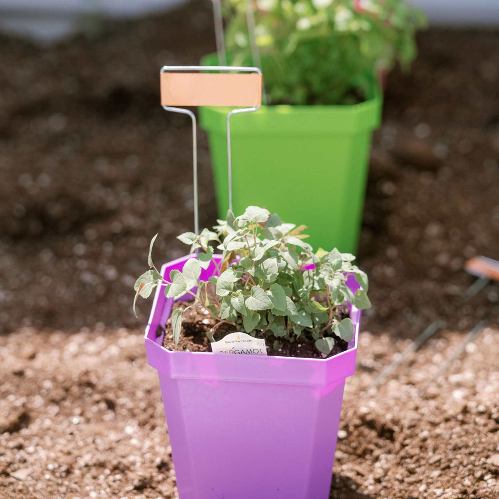 5" Nursery Pots with Insert Tray