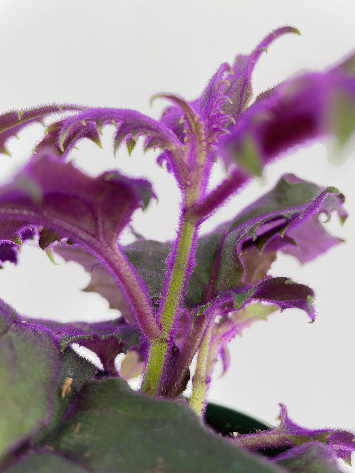 Purple Passion (Gynura Aurantiaca)