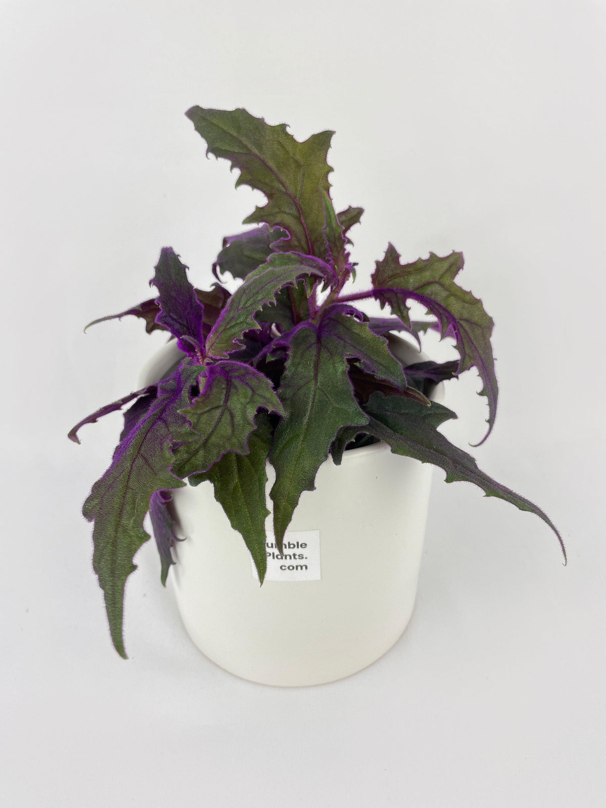 Purple Passion (Gynura Aurantiaca)