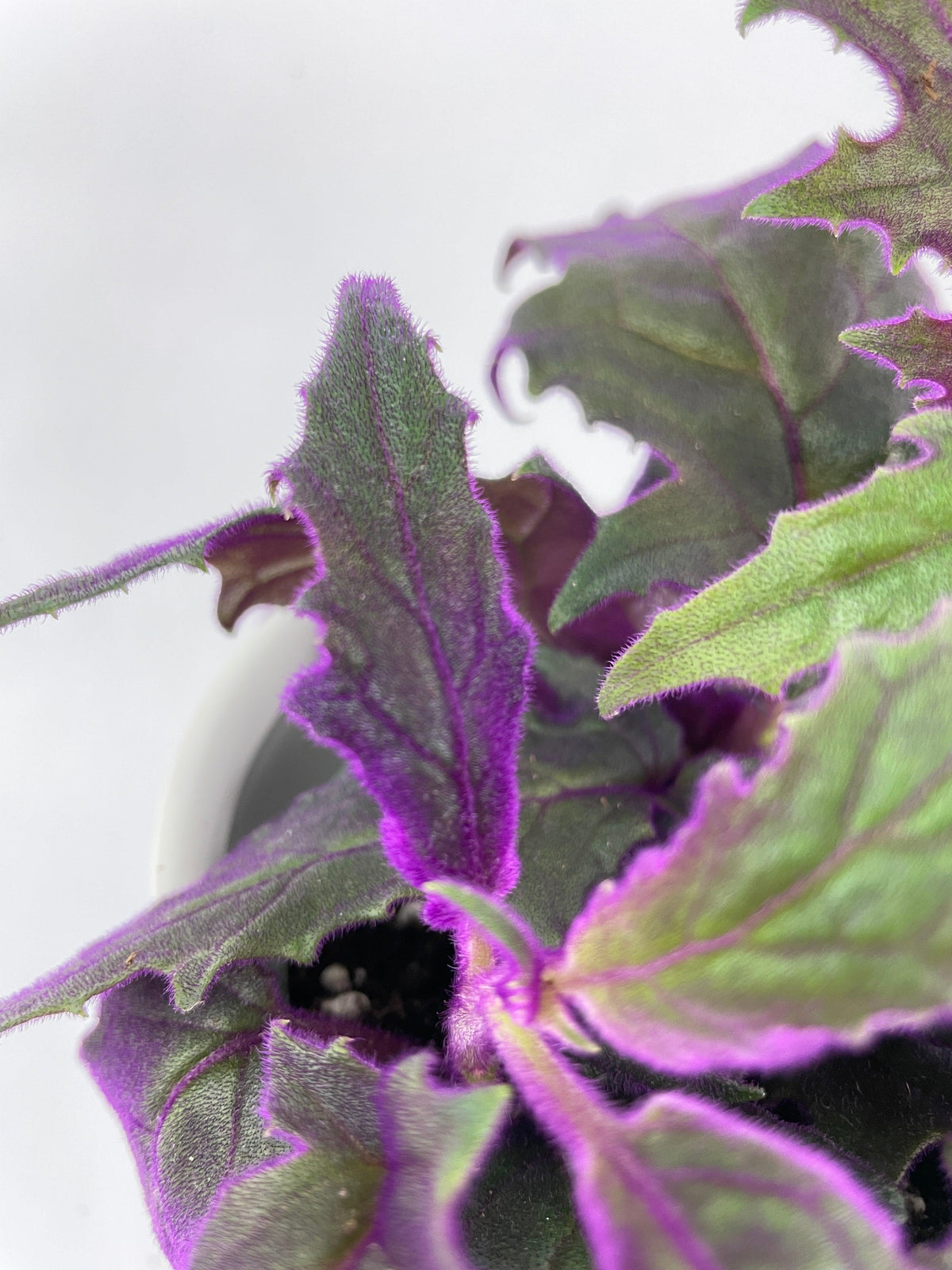 Purple Passion (Gynura Aurantiaca)