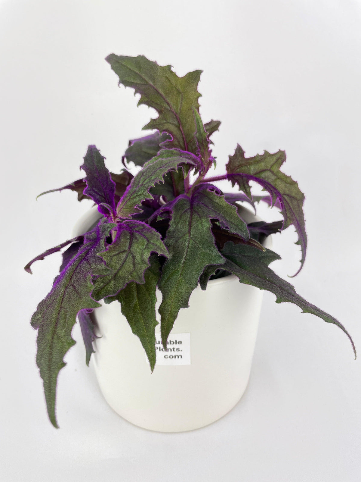 Purple Passion (Gynura Aurantiaca)