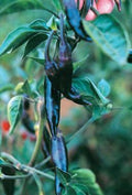 Purple Serrano Pepper Seeds