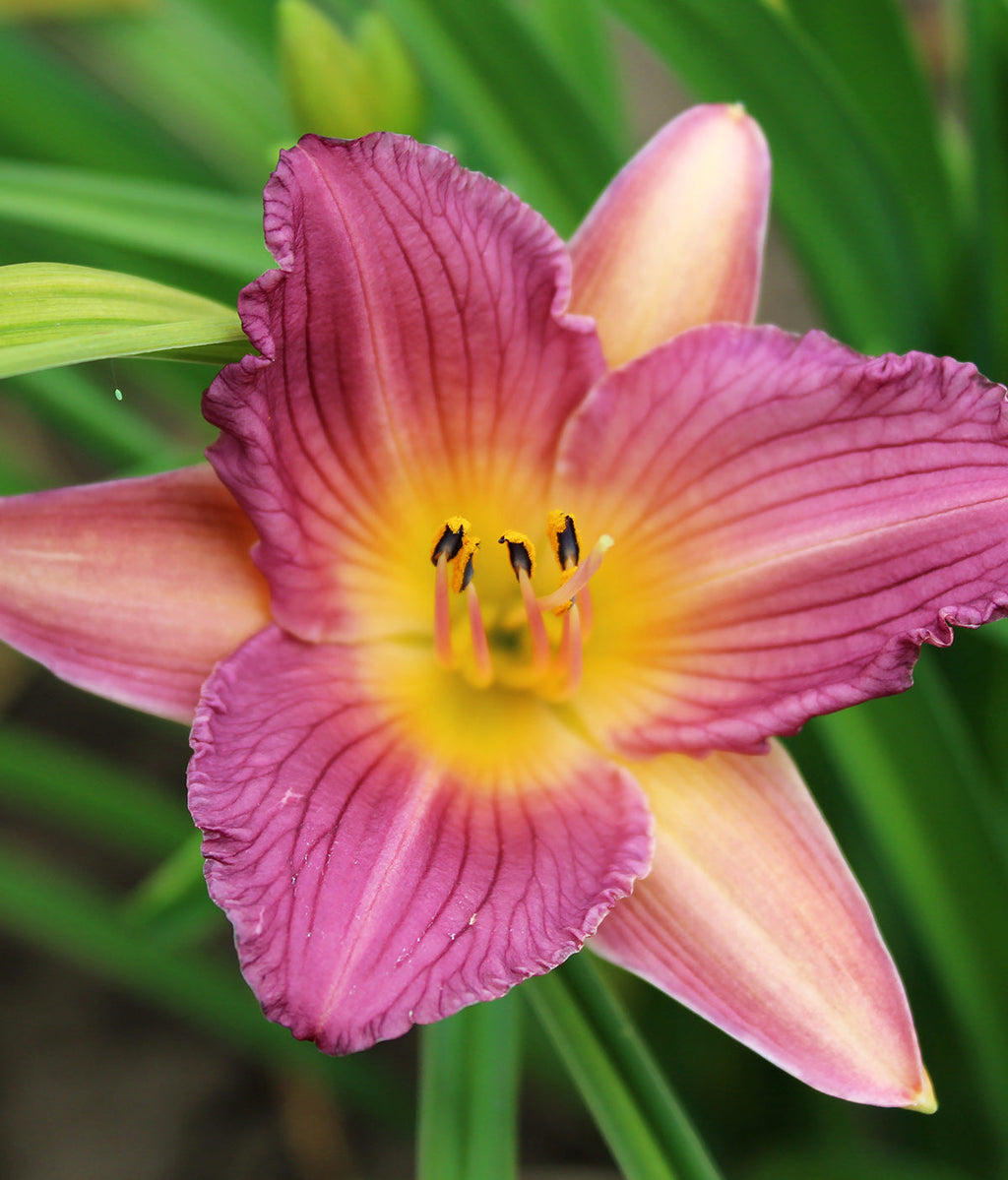 Purple de Oro Reblooming Daylily - 3 root divisions