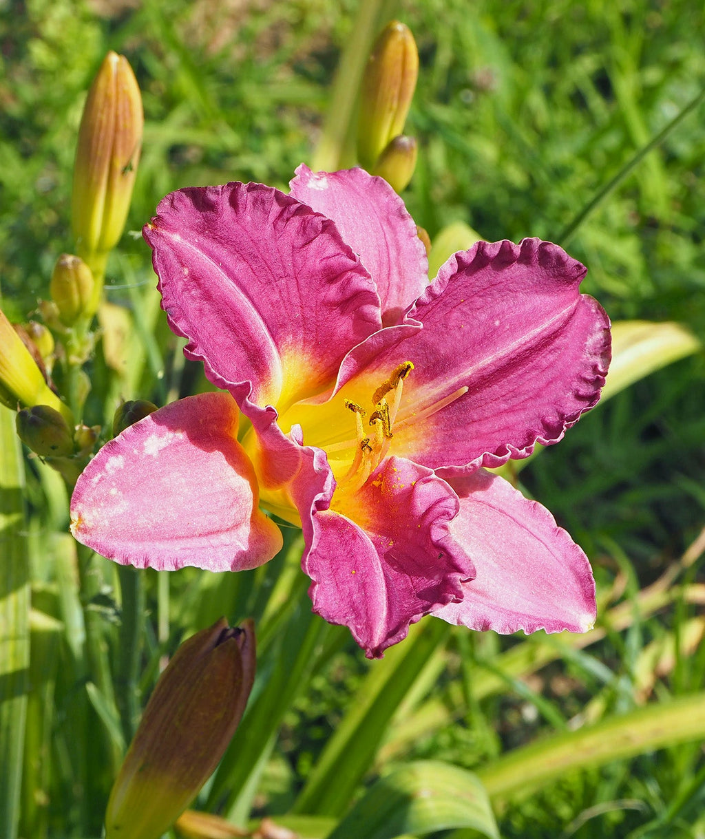 Purple de Oro Reblooming Daylily - 3 root divisions