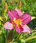 Purple de Oro Reblooming Daylily - 3 root divisions
