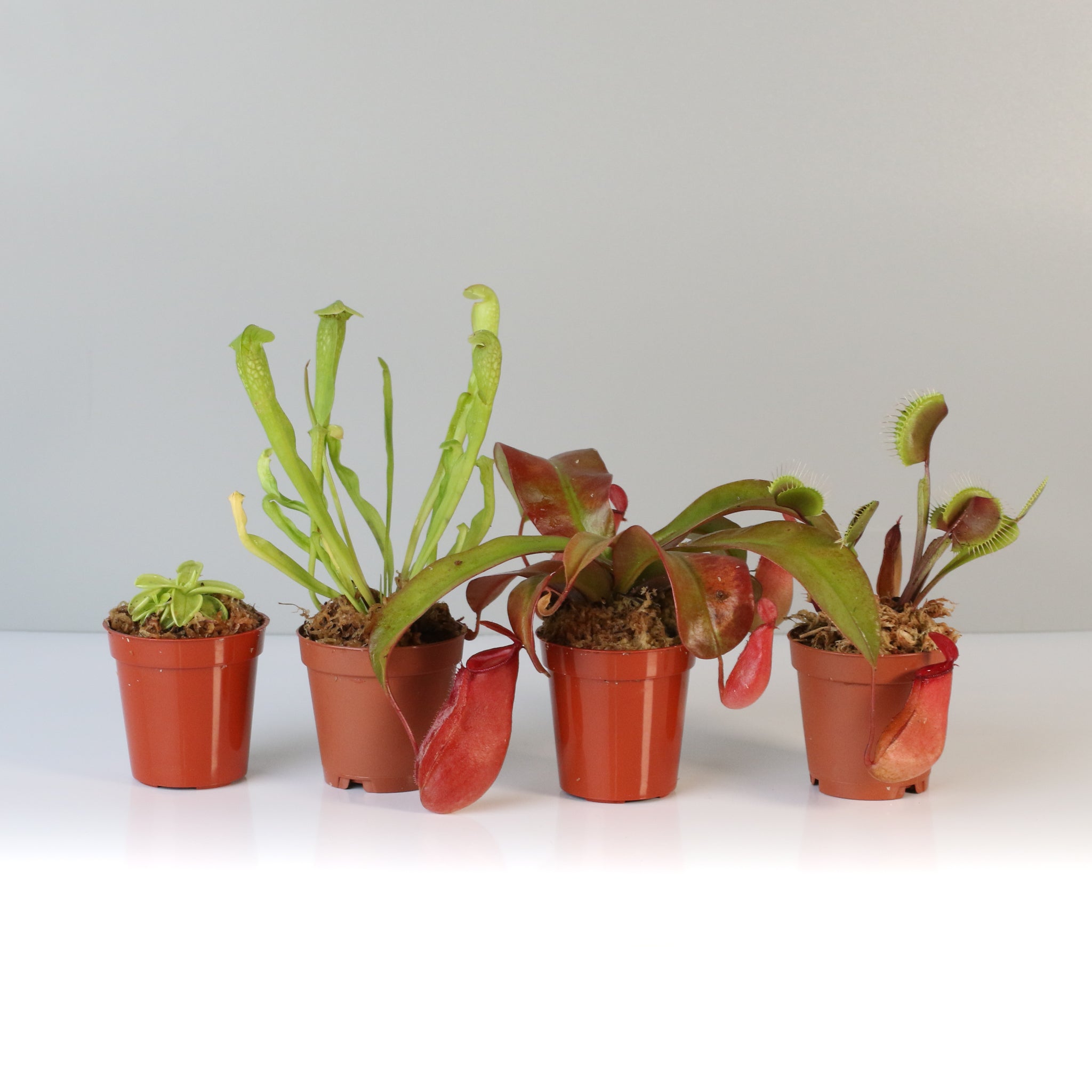 Savage Quad Carnivorous Plant Bundle