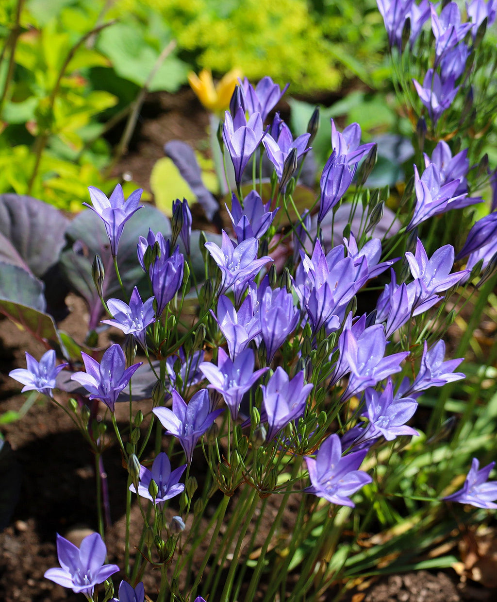 Queen Fabiola Brodiaea - 25 bulbs