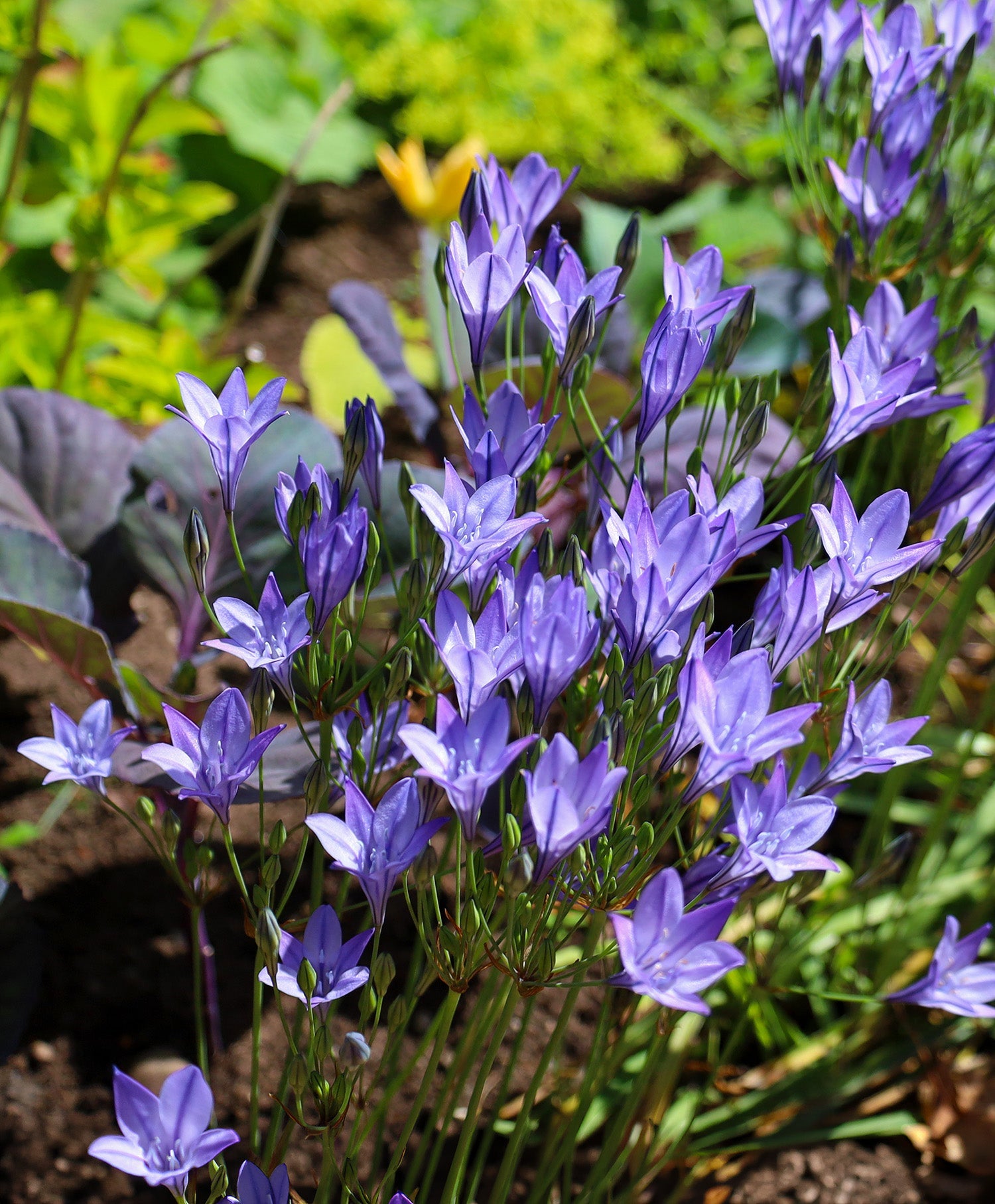 Queen Fabiola Brodiaea - 25 bulbs