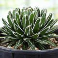 Queen Victoria Agave