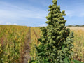 150 Brilliant Rainbow Quinoa Seeds - Chenopodium quinoa - Non-GMO Ancient Grain!