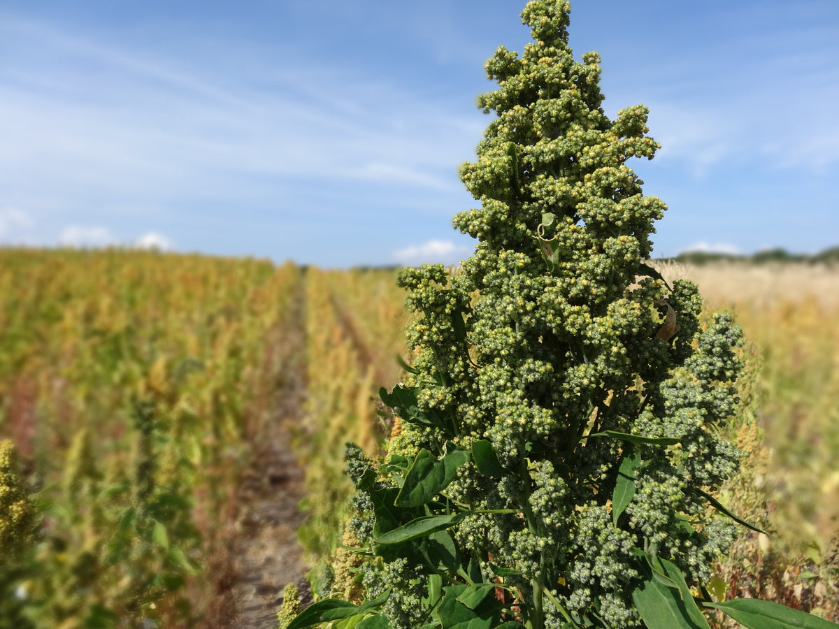 150 Brilliant Rainbow Quinoa Seeds - Chenopodium quinoa - Non-GMO Ancient Grain!