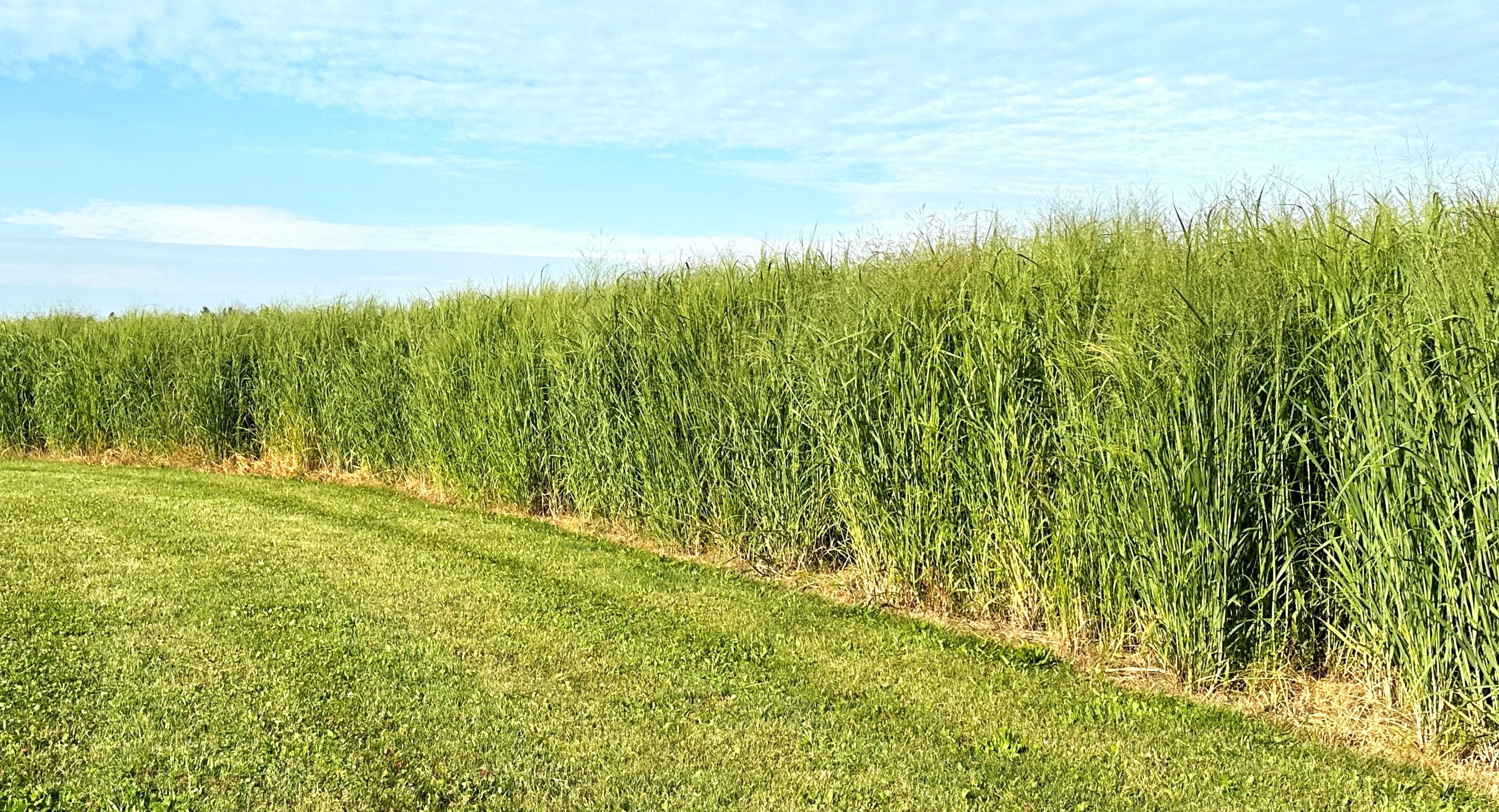 RC Big Rock Switchgrass Food Plot Seed