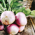 Purple White Globe Turnip