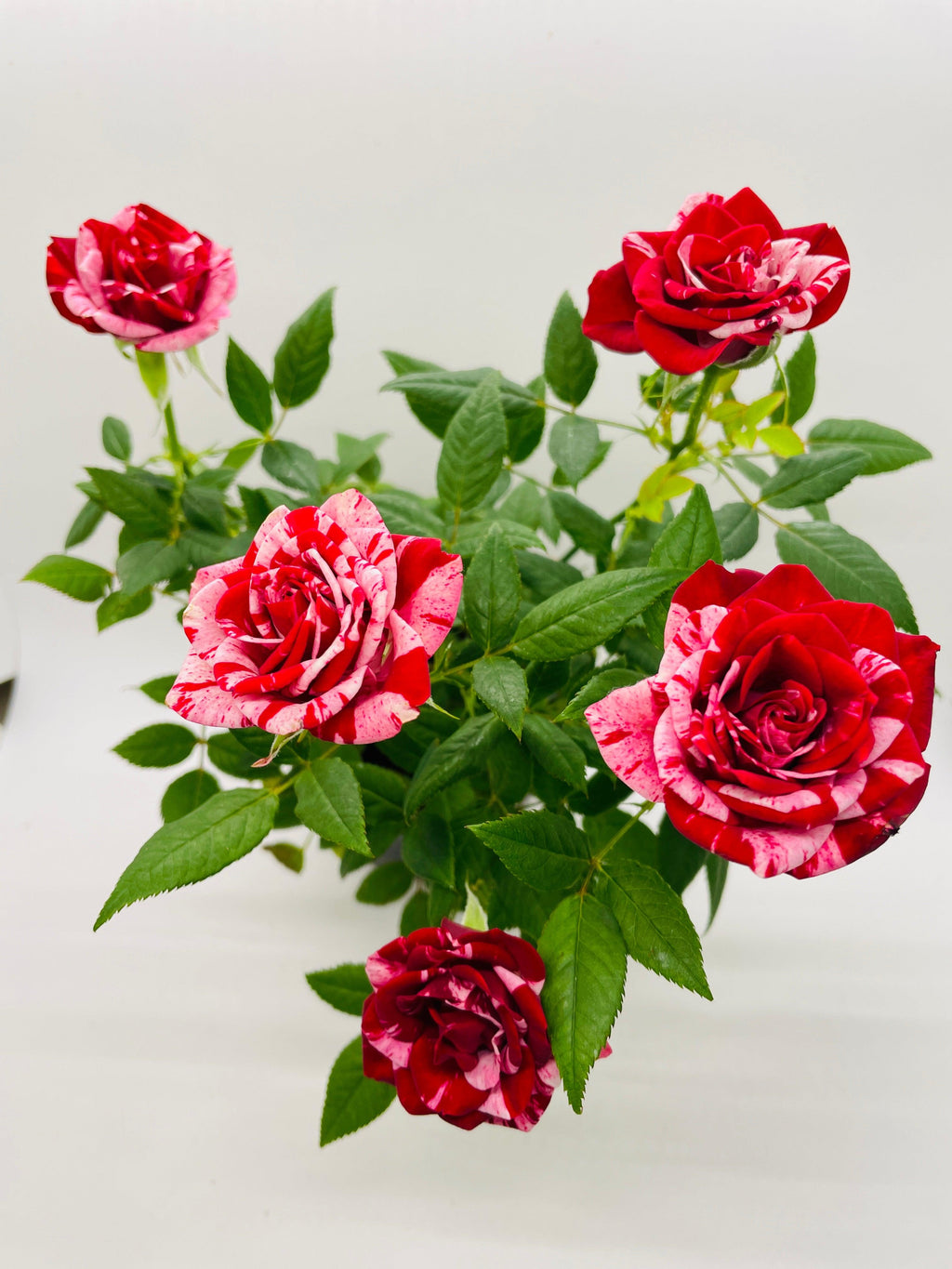 Miniature Tea Rose Flowering Plant