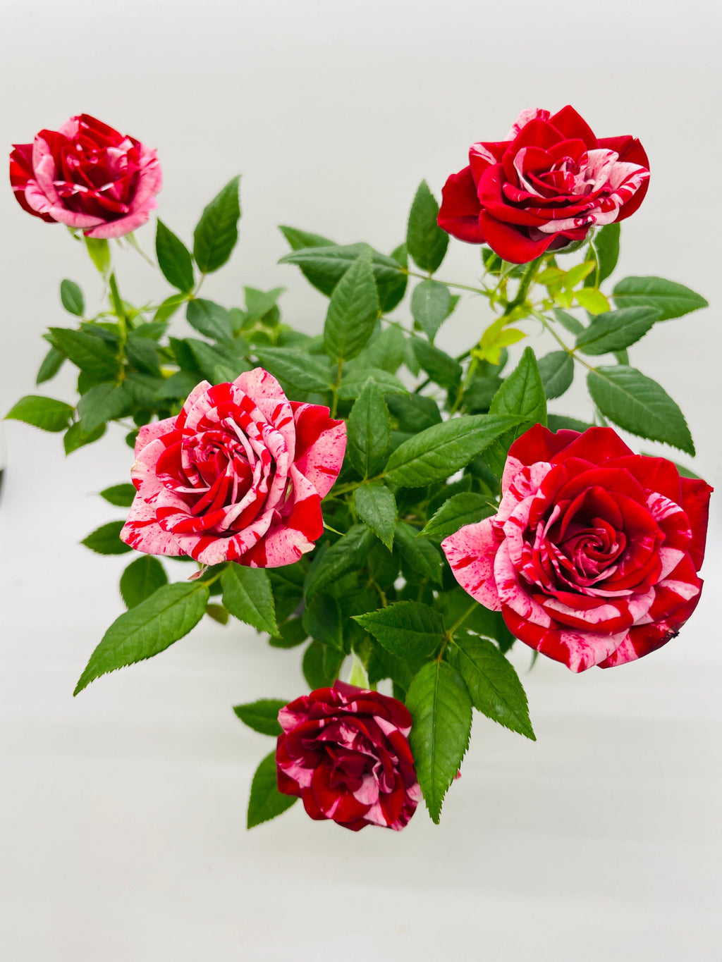 Miniature Tea Rose Flowering Plant