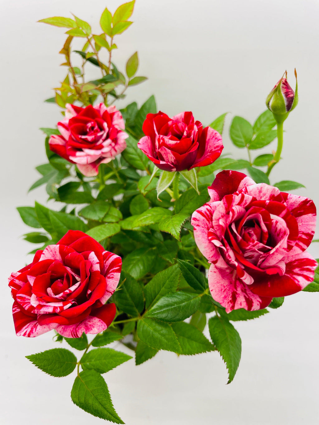 Miniature Tea Rose Flowering Plant