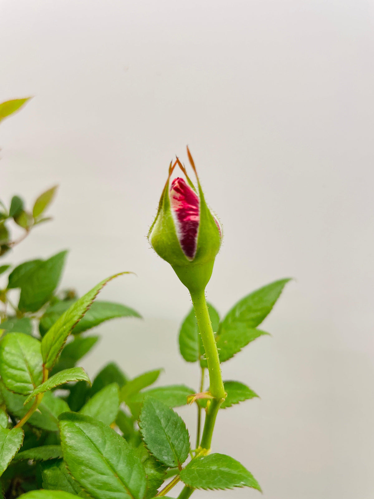 Miniature Tea Rose Flowering Plant