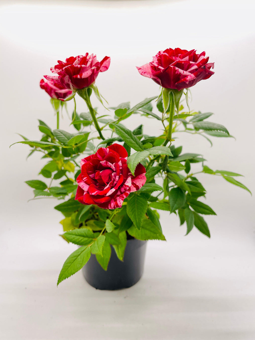 Miniature Tea Rose Flowering Plant