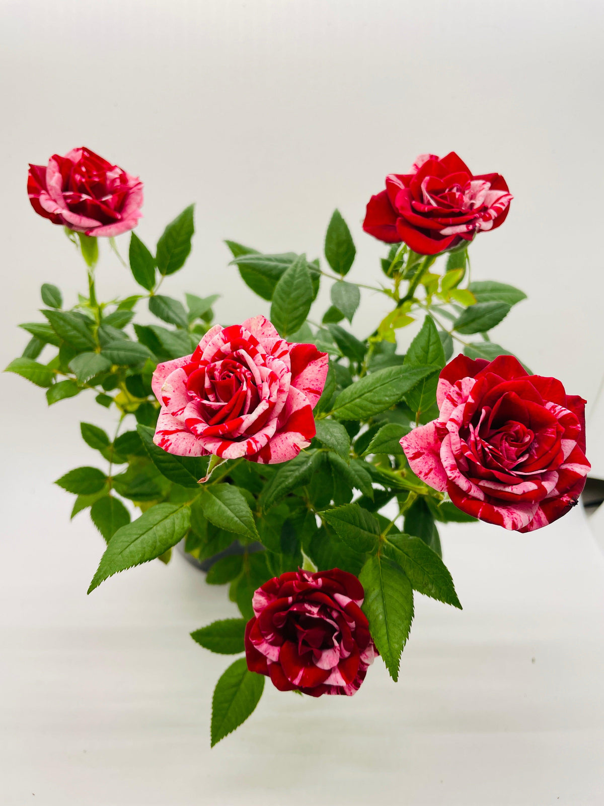 Miniature Tea Rose Flowering Plant