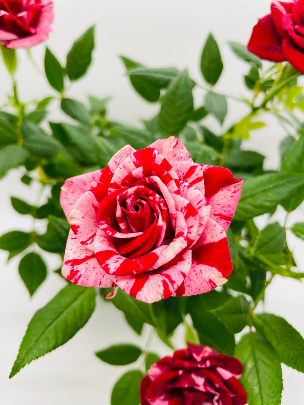 Miniature Tea Rose Flowering Plant