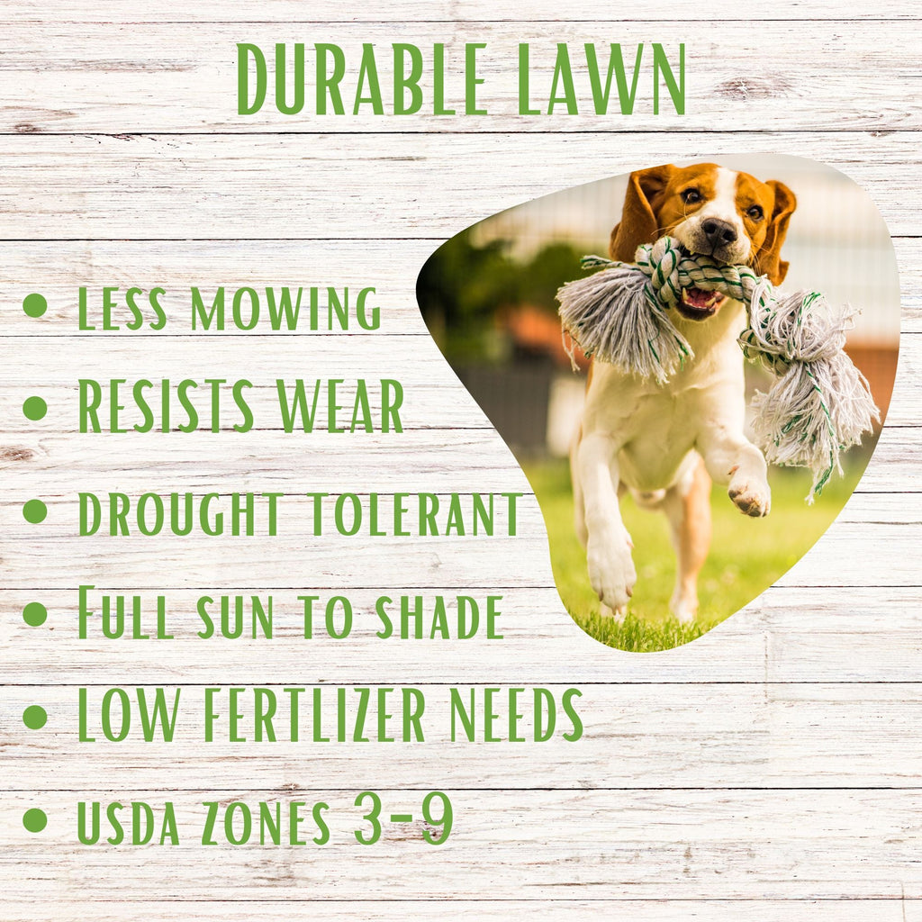 RUFF and TUFF! Grass Seed