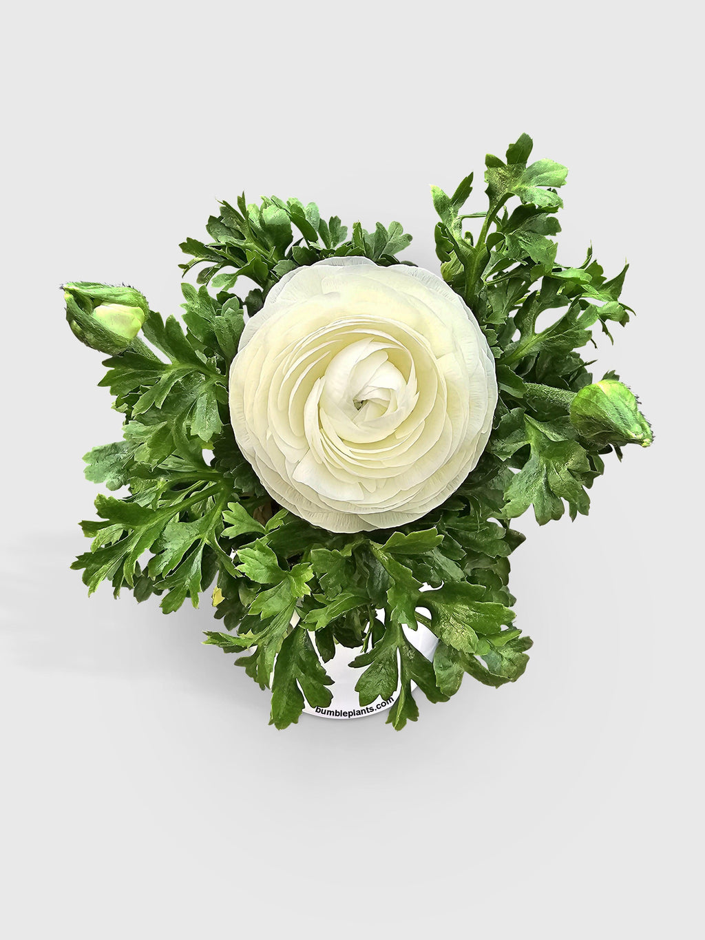 Ranunculus Flower Blooming Plant